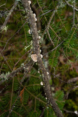 Fungi kingdom, macro photography of mushroom and mycelium in a forest 