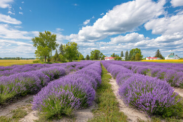 experience breathtaking summer landscapes of canada through sunny lavender fields in prince edward island