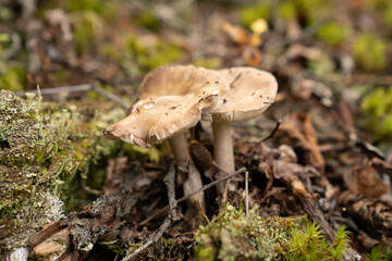 Fungi kingdom, macro photography of mushroom and mycelium in a forest 