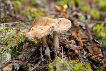 Fungi kingdom, macro photography of mushroom and mycelium in a forest 
