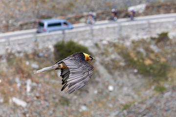 bearded vulture, bone-eating vulture, largest mountain vulture in Europe and Asia