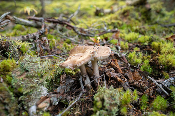 Fungi kingdom, macro photography of mushroom and mycelium in a forest 