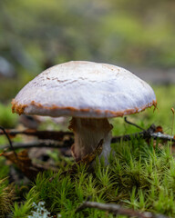 Fungi kingdom, macro photography of mushroom and mycelium in a forest 