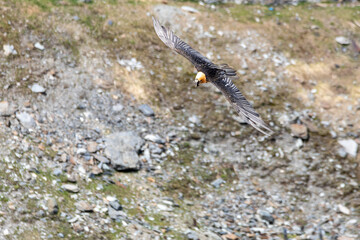 bearded vulture, bone-eating vulture, largest mountain vulture in Europe and Asia
