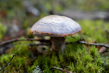 Fungi kingdom, macro photography of mushroom and mycelium in a forest 