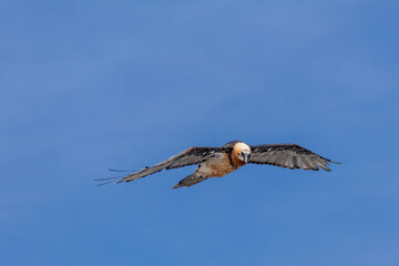 bearded vulture, bone-eating vulture, largest mountain vulture in Europe and Asia