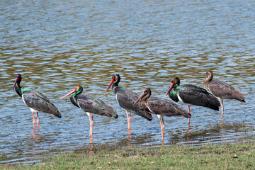 Wild Black stork or Ciconia nigra bird flock or family protrait in winter season migration at wetland of keoladeo national park bharatpur bird sanctuary rajasthan india