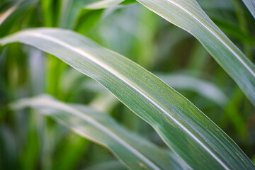 Close up of Brachiaria mutica or kolonjono grass. This grass is usually used as animal feed for herbivores.