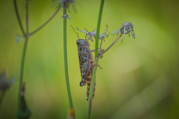 Grasshopper on plants and flowers close-up captured showcasing grass insects.