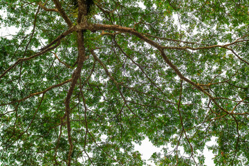 Beautiful view of a tree canopy, with lush green foliage and intricate branches, under a bright sky.