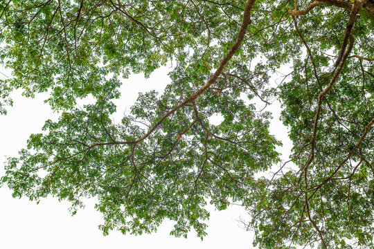 Beautiful view of a tree canopy, with lush green foliage and intricate branches, under a bright sky.