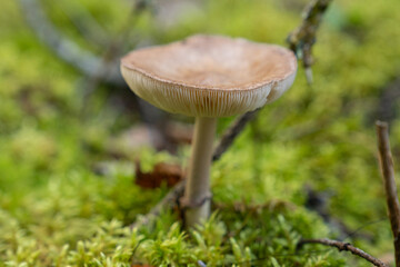 Fungi kingdom, macro photography of mushroom and mycelium in a forest 
