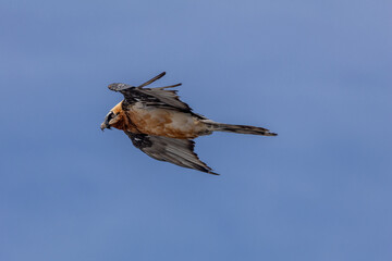bearded vulture, bone-eating vulture, largest mountain vulture in Europe and Asia