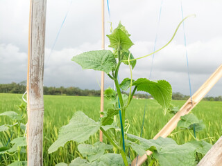 A close-up of a healthy, young cucumber plant, with its leaves and curling tendrils reaching for the sky.