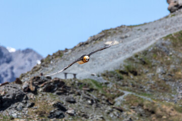 bearded vulture, bone-eating vulture, largest mountain vulture in Europe and Asia