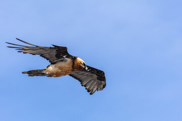 bearded vulture, bone-eating vulture, largest mountain vulture in Europe and Asia