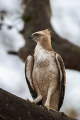 changeable or crested hawk eagle or nisaetus cirrhatus closeup or portrait front profile feather details perched on tree in safari at panna national park forest tiger reserve madhya pradesh india