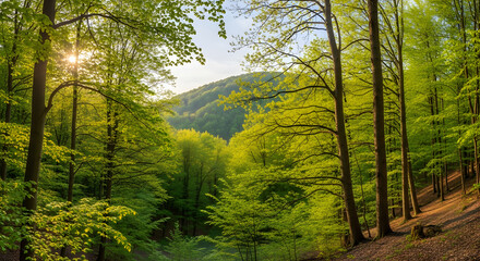 Obraz premium Sunlight streams through vibrant green forest canopy creating a peaceful, natural landscape scene
