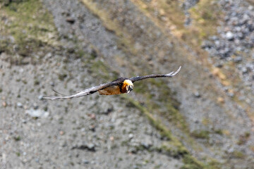bearded vulture, bone-eating vulture, largest mountain vulture in Europe and Asia