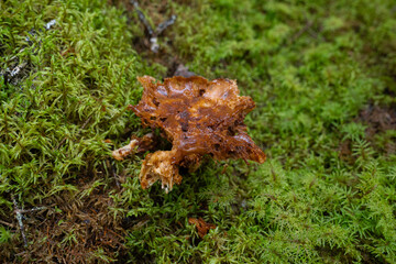 Fungi kingdom, macro photography of mushroom and mycelium in a forest 