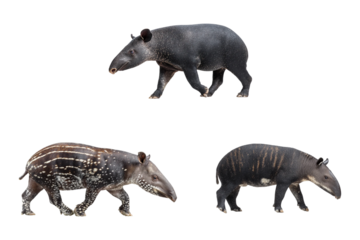 Three malayan tapirs isolated on transparent background, showcasing different life stages and coat patterns of this endangered species
