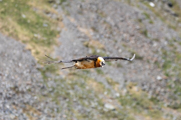 bearded vulture, bone-eating vulture, largest mountain vulture in Europe and Asia