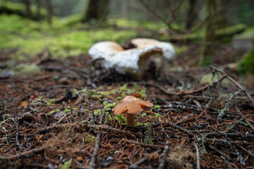 Fungi kingdom, macro photography of mushroom and mycelium in a forest 