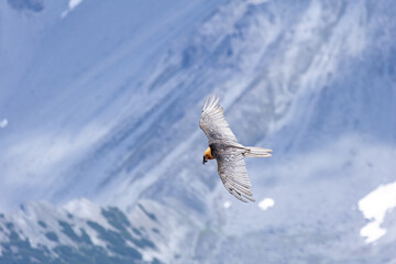 bearded vulture, bone-eating vulture, largest mountain vulture in Europe and Asia