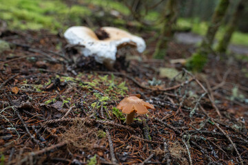 Fungi kingdom, macro photography of mushroom and mycelium in a forest 