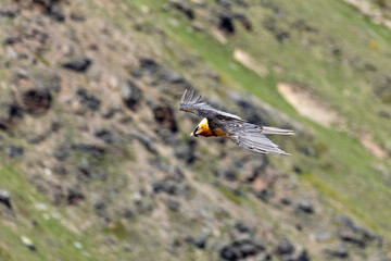 bearded vulture, bone-eating vulture, largest mountain vulture in Europe and Asia
