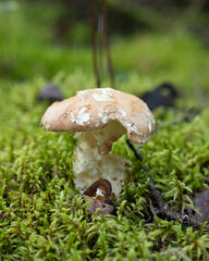 Fungi kingdom, macro photography of mushroom and mycelium in a forest 
