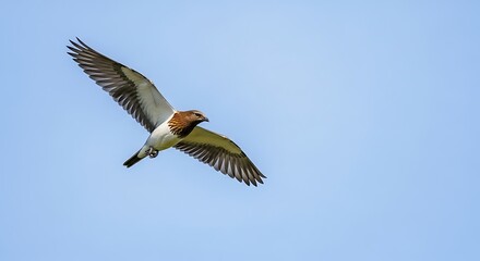 Obraz premium Bird in Flight Against Clear Blue Sky.