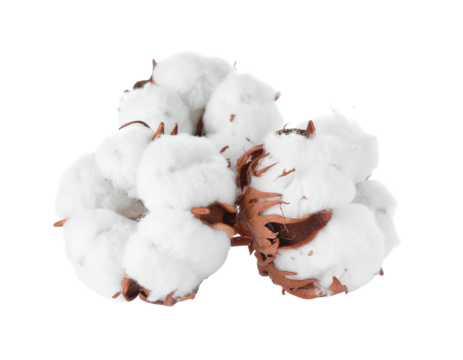 Cotton on Transparent background - White boll of Soft Cotton for Product Placement - Soft, Clean and Fresh Marketing Visuals - Cotton Flower Isolated