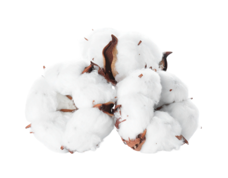 Cotton on Transparent background - White boll of Soft Cotton for Product Placement - Soft, Clean and Fresh Marketing Visuals - Cotton Flower Isolated