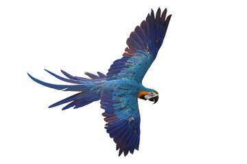 Colorful flying Blue and Gold Macaw parrot isolated on transparent background png file