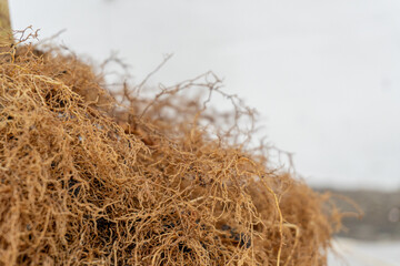 Tangled Treasure Golden Seaweed Pile by the Ocean with A Coastal Abundance.