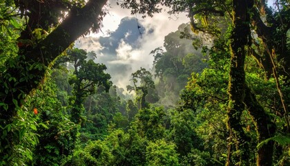 Obraz premium Lush Green Forest Canopy with Mist Shrouded Mountains and Sunlight Filter Through Trees Creating a Serene Nature Scene in Dense Foliage