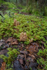 Fungi kingdom, macro photography of mushroom and mycelium in a forest 