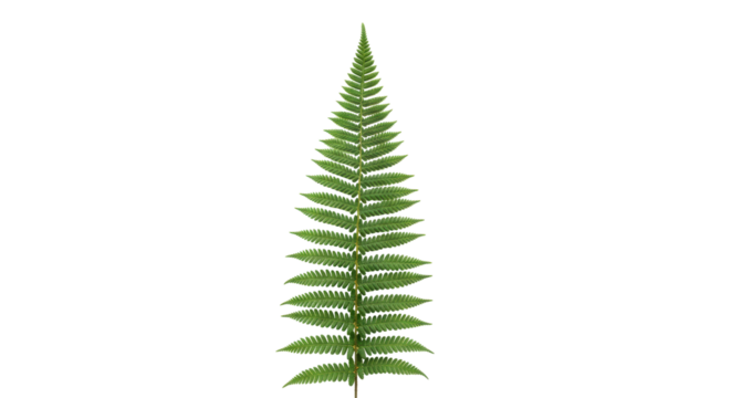 Isolated fern frond for design element projects like logos, invitations, posters, and more