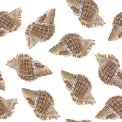 Seamless pattern exotic seashell. Hand drawn watercolor illustration of underwater animal on white background. Sketch of cockleshell for fabric print, wallpaper, wraping paper, marine style decor