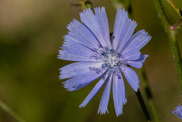 einzelne Bl&uuml;te einer Wegwarte