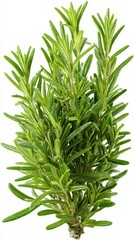 Fototapeta premium Stunning photo of fresh rosemary branch isolated on white background, aromatic herb for cooking.