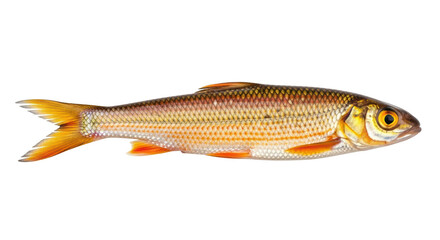 Isolated Common Rudd fish with distinctive reddish fins and golden body scales viewed sideways