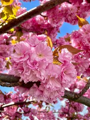 Beautiful pink tree blossoms, a branch with leaves in the spring