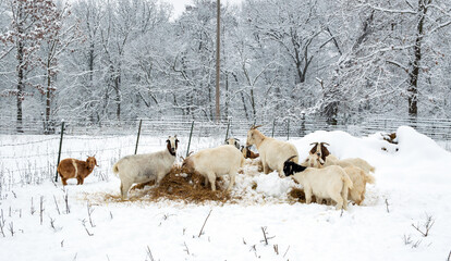 Nubian goats forage in the snow covered hay for a winter meal in Missouri. Snow covered branches provide a winter wonderland background. Bokeh.