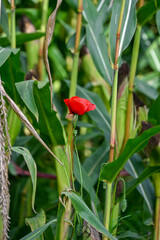 A single red poppy standing tall among green corn stalks, creating a striking contrast of colour in the middle of the field