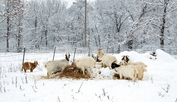 Nubian goats forage in the snow covered hay for a winter meal in Missouri. Snow covered branches provide a winter wonderland background. Bokeh.