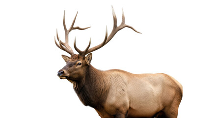 Isolated Majestic Elk in the Wild with Impressive Antlers for Wildlife and Nature Images