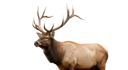 Isolated Majestic Elk in the Wild with Impressive Antlers for Wildlife and Nature Images