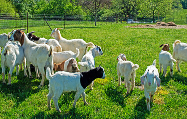 An active herd of goats on the lush green farm land in Missouri. Bokeh.